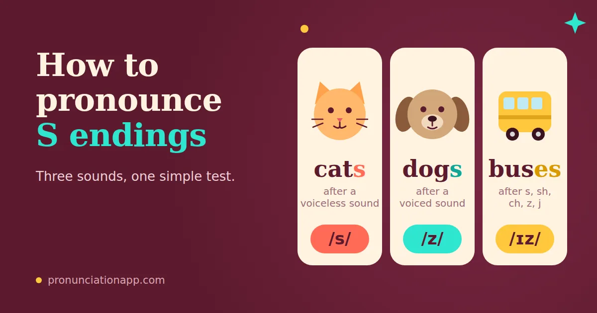 How to pronounce s endings: cats /s/, dogs /z/ and buses /ɪz/ with a cat, dog and bus